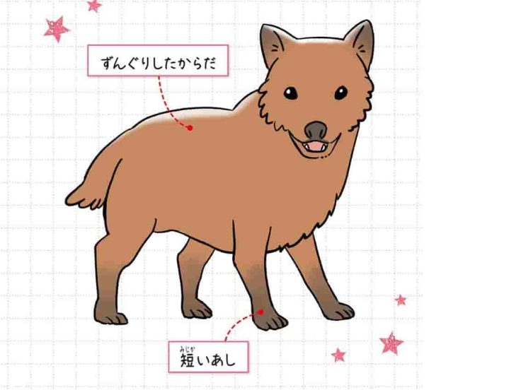 ヤブイヌ