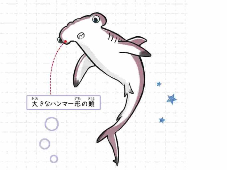 アカシュモクザメ