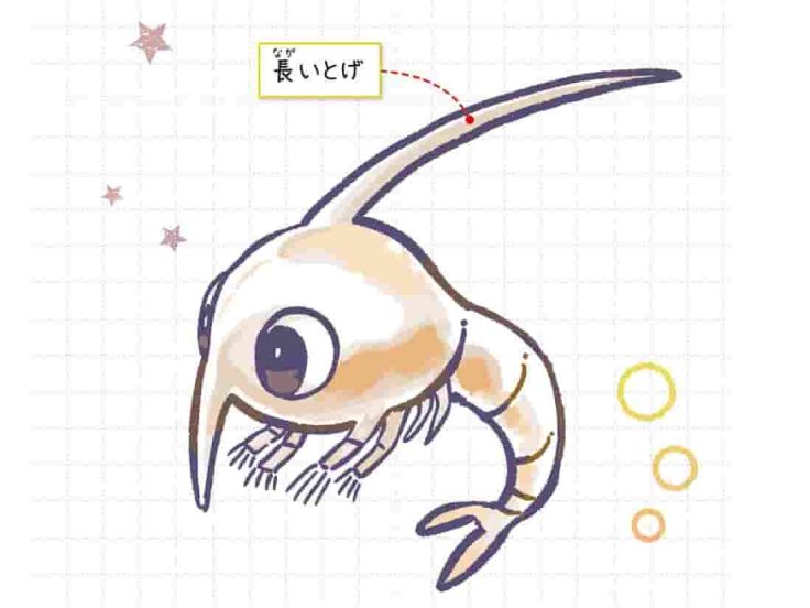 ゾエア幼生（カニ）
