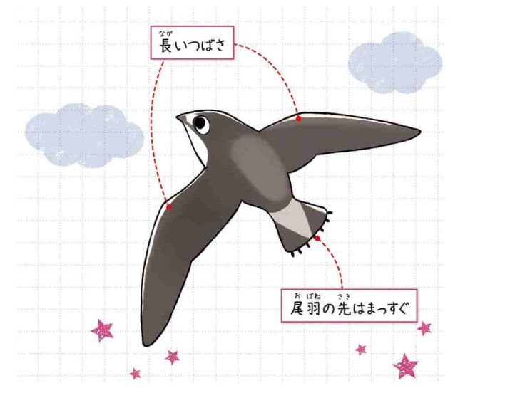 ハリオアマツバメ