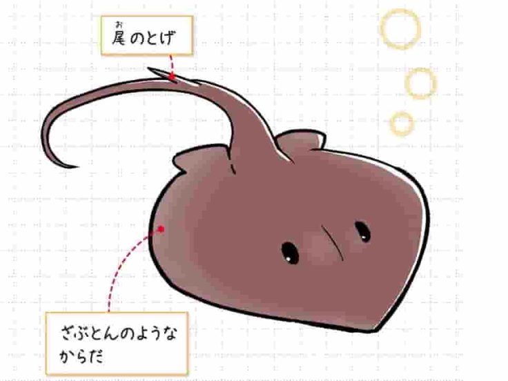 アカエイ