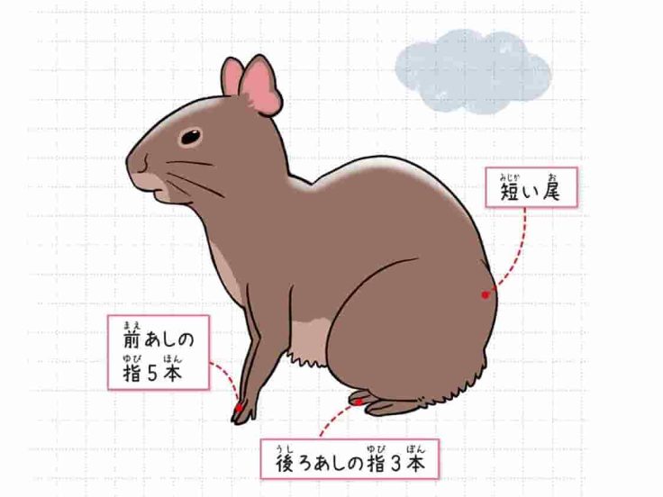 アグーチ