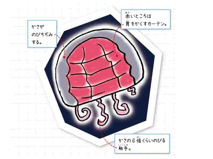 アカチョウチンクラゲ