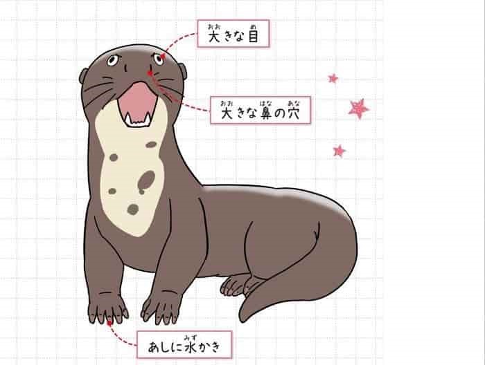 オオカワウソ