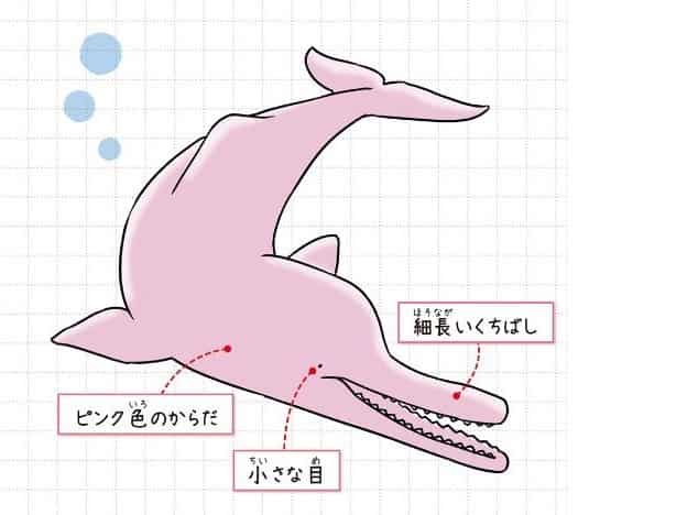 アマゾンカワイルカ