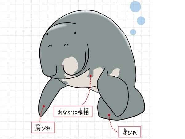アマゾンマナティー