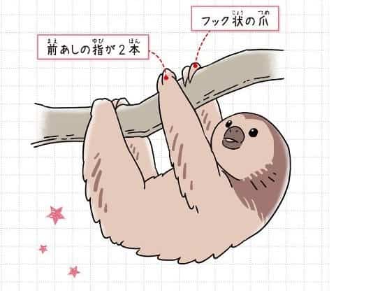 フタユビナマケモノ