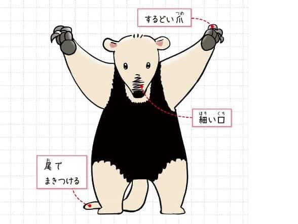 ミナミコアリクイ