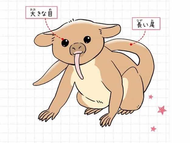キンカジュー