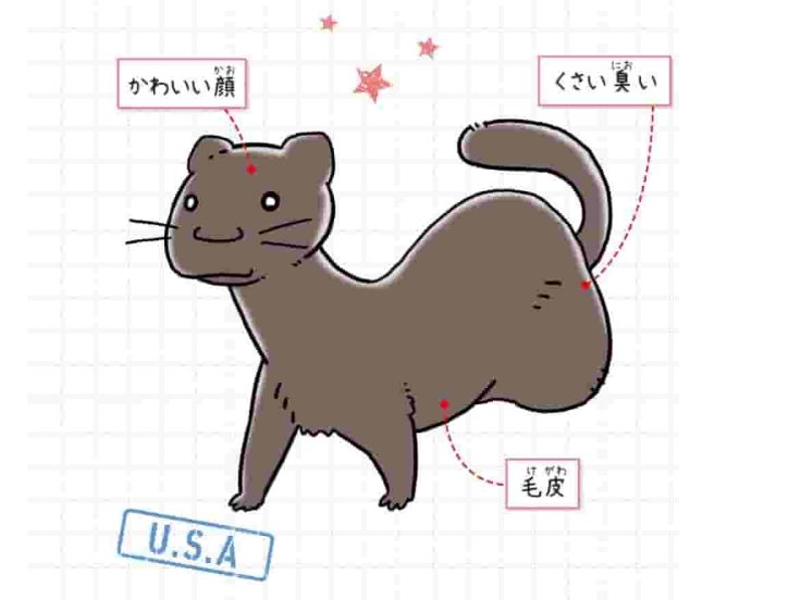 アメリカミンク