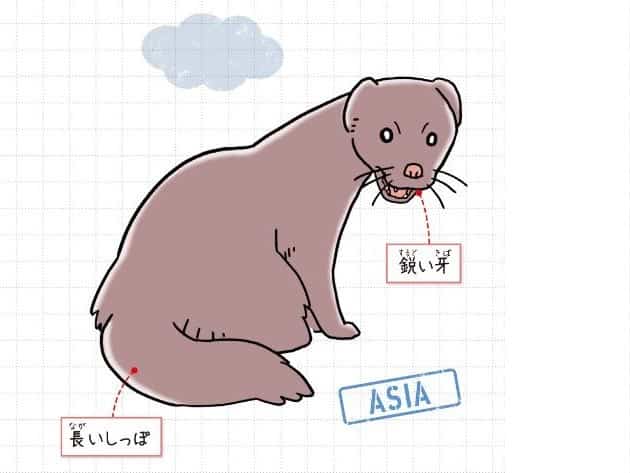 フイリマングース