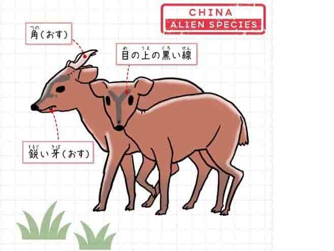 キョン