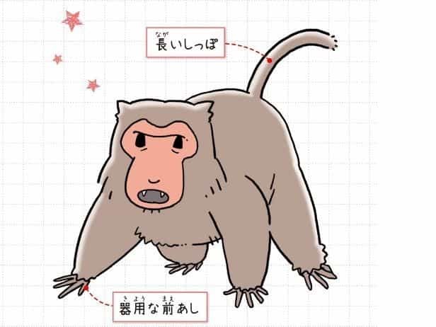 タイワンザル