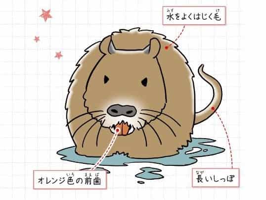 ヌートリア