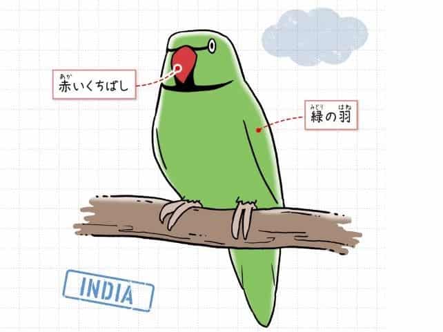 ワカケホンセイインコ