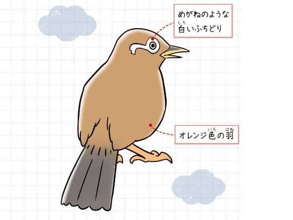 ガビチョウ