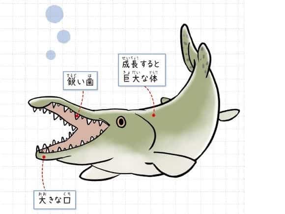 アリゲーターガー