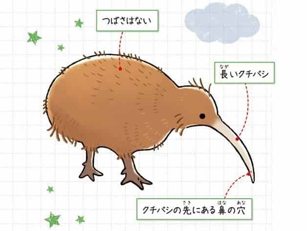 キーウィ