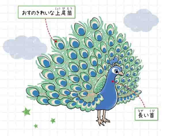 クジャク（インドクジャク）