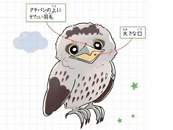 オーストラリアガマクチヨダカ