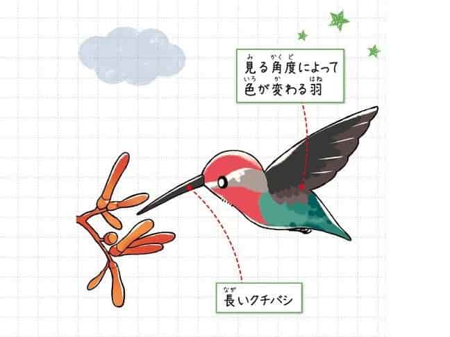 マメハチドリ