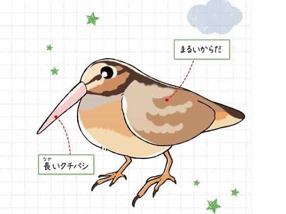 アメリカヤマシギ