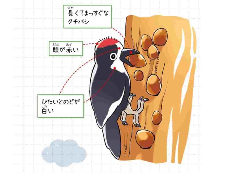 ドングリキツツキ
