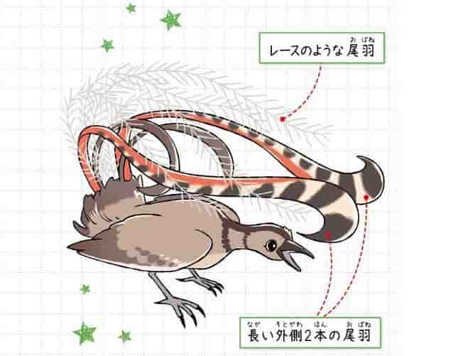 コトドリ