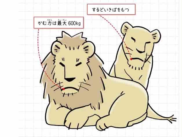 ライオン