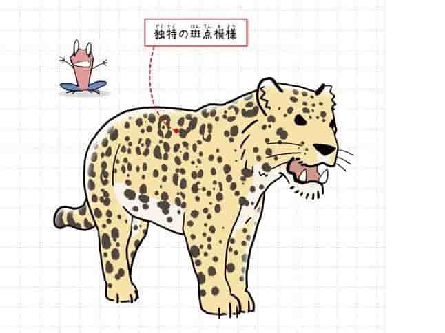 ジャガー