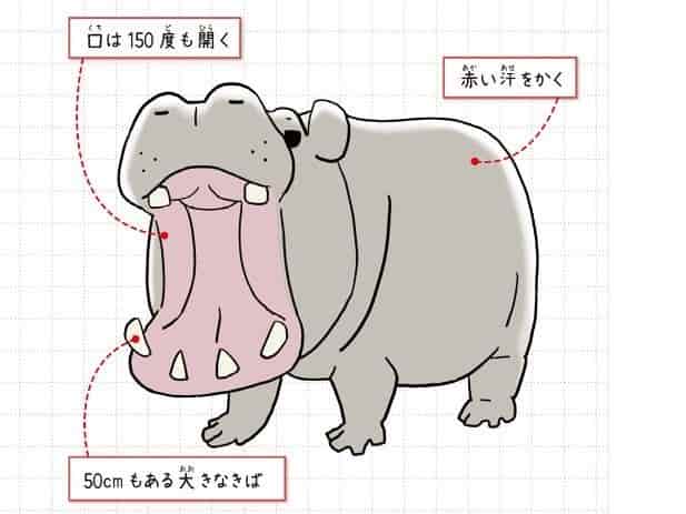 カバ