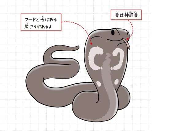 キングコブラ