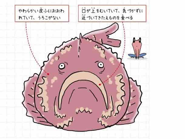 オニダルマオコゼ