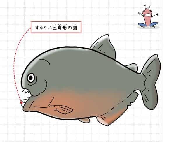ピラニア