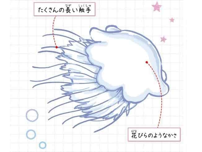 ユウレイクラゲ
