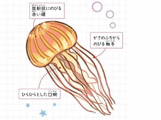 アカクラゲ