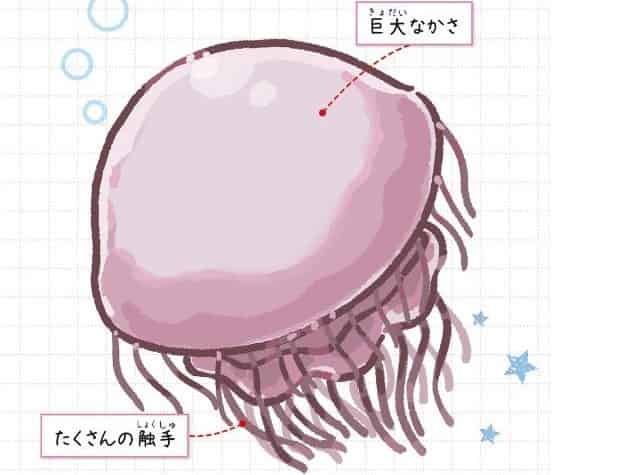 エチゼンクラゲ