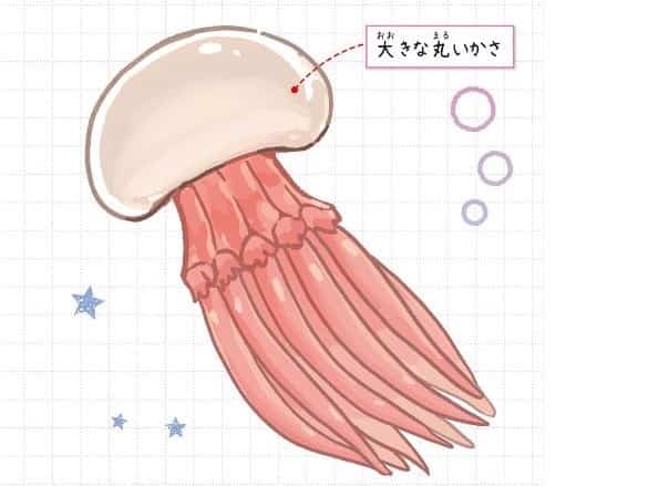 ビゼンクラゲ