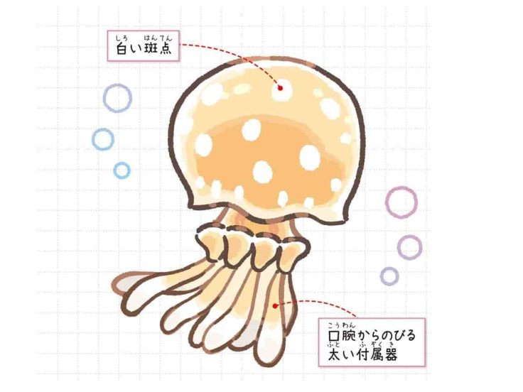 タコクラゲ