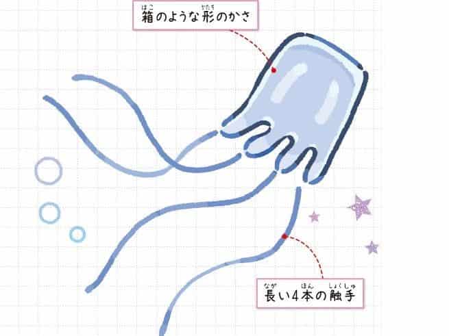 アンドンクラゲ