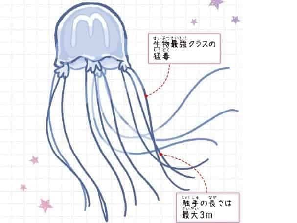 オーストラリアウンバチクラゲ