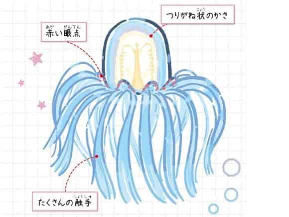 カミクラゲ
