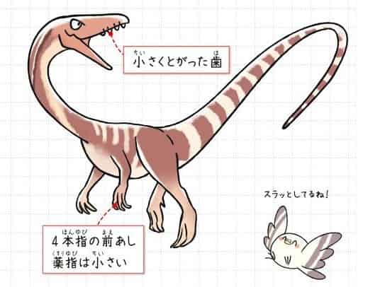 コエロフィシス