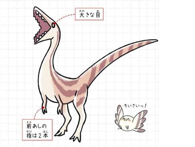 コンプソグナトゥス