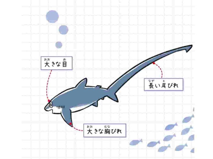 ハチワレ
