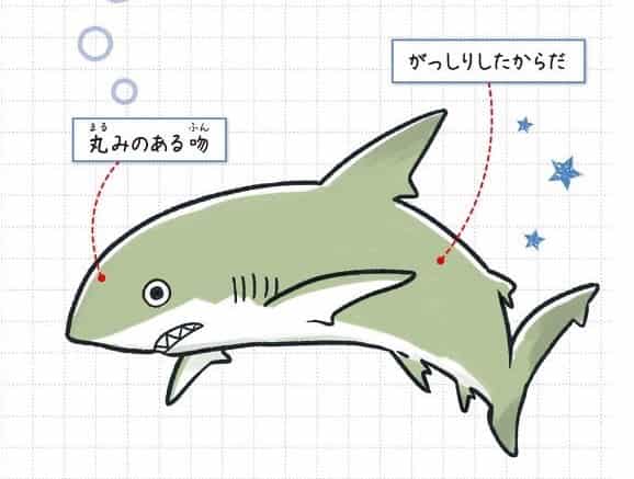 オオメジロザメ