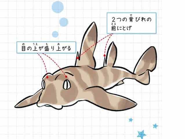 ネコザメ
