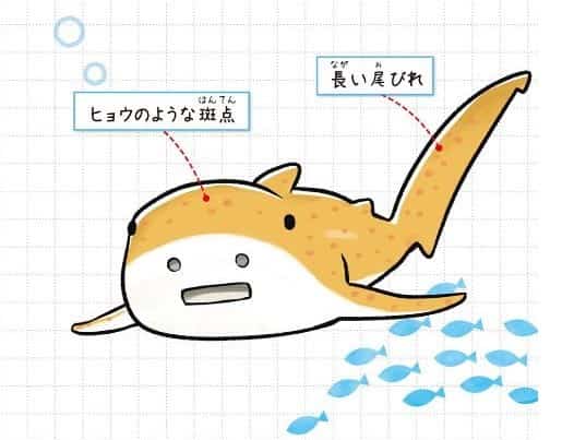 トラフザメ