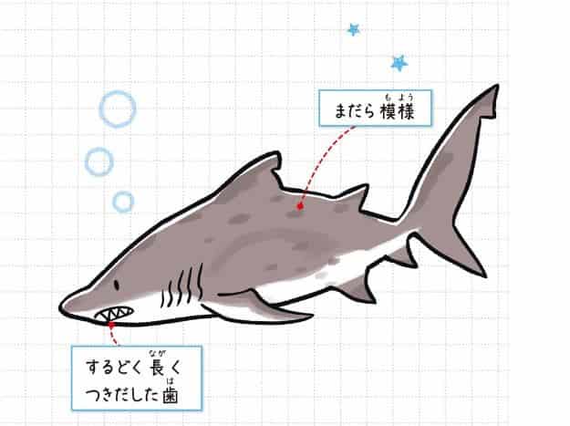 シロワニ