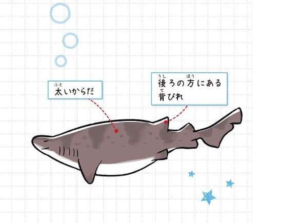 ナヌカザメ